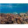 Didooou Autoadesivo subacqueo decorazione sfondo paesaggio naturale corallo acquario sfondo sfondo acquario sfondo adesivo (30 x 30 cm/11,8 x 11,8 pollici, corallo marino profondo)