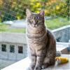 Jukibole Rete per gatti per balcone, senza fori, 10 × 3 m, trasparente, in | Rete da balcone per gatti, resistente ai raggi UV, antistrappo, con kit di fissaggio, per finestre, terrazze, balconi