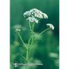 NATUR SRL YARROW ESS 7,4ML CALF