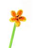 HXSCOO Ornamenti Artigianali di Fiori in Vetro di Murano Colorati Fatti a Mano Matrimonio San Valentino Bomboniere Regali Casa Tavolo Vaso Decor Accessori (Color : Yellow, Size : About 15cm-17cm)