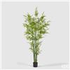 Enzo De Gasperi EDG Enzo De Gasperi Pianta Bamboo con vaso H 210 cm Verde Natural