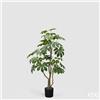 Enzo De Gasperi EDG Enzo De Gasperi Pianta Artificiale Aralia Vogue con Vaso H144 cm