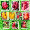 Semi Strani 100 Semi dei 10 Peperoncini più Buoni e Piccanti del Mondo, Collezione 1 + Guida Coltivazione: CAROLINA REAPER, HABANERO, ZEBRANGE, BORG 9, T-REX, JALAPENO, CALABRESE etc
