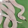 Deftones - Private Music (LP, Album, Cle)