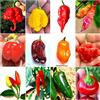 Semi Strani 120 Semi Peperoncino In 12 Varietà Delle Più Gustose Del Mondo, Collezione CLASSICA + Guida: CAROLINA REAPER, SCORPION, BHUT JOLOKIA, HABANERO, PINK TIGER, TABASCO, CAYENNA, JALAPENO e CALABRESE