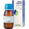 BOIRON SRL Boiron Ribes Nigrum Gemme 1DH Macerato Glicerico 60 ml
