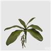 EDG Enzo De Gasperi Orchidea Phalaenopsis Foglia Olis x6 con Radice Artificiale H 27 Cm Green
