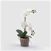 EDG Enzo De Gasperi Orchidea Phalaenopsis Pianta x2 Artificiale con Cesto H 40 Cm White