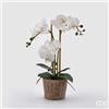 EDG Enzo De Gasperi Orchidea Phalaenopsis Pianta x3 Artificiale con Cesto H 48 Cm White