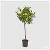 EDG Enzo De Gasperi Pianta Artificiale di Limoni Duke con Vaso Pvc H 102 Cm Giallo Verde