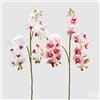 EDG Enzo De Gasperi Orchidea Phalaenopsis Chic Ramo x4 Ass. Artificiale H 90 Cm White Pink 1 Pz