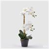 EDG Enzo De Gasperi Orchidea Phalaenopsis con Vaso Ramo x2 Artificiale H 53 Cm White