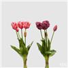 EDG Enzo De Gasperi Bouquet 5 Tulipani Parrot Olis Ass. H 40 Cm Two Tone Pink 1 Pz