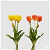 EDG Enzo De Gasperi Bouquet 5 Tulipani Parrot Olis Ass. H 40 Cm Yellow Orange 1 Pz