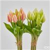 EDG Enzo De Gasperi Bouquet Tulipani 9 Boccioli H 29 Cm Artificiali Ass. Green Pink 1 Pz