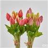 EDG Enzo De Gasperi Bouquet Tulipani 9 Boccioli H 29 Cm Artificiali Ass. Two Tone Pink 1 Pz
