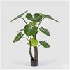 EDG Enzo De Gasperi Alocasia con Vaso Artificiale H 180 Cm Green