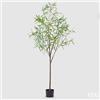 EDG Enzo De Gasperi Eucalipto con Vaso Artificiale H 200 Cm Light Green