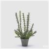 EDG Enzo De Gasperi Rosmarino con Vaso Artificiale H 46 Cm Green
