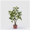 EDG Enzo De Gasperi Ficus con Vaso Artificiale H 60 Cm Green