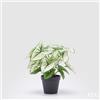 EDG Enzo De Gasperi Caladium Variegato con Vaso Artificiale H 33 Cm Green