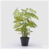 EDG Enzo De Gasperi Caladium con Vaso Artificiale H 47 Cm Green