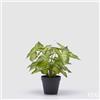 EDG Enzo De Gasperi Caladium con Vaso Artificiale H 33 Cm Green