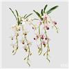 EDG Enzo De Gasperi Orchidea Dendrobium Cadente Artificiale H 82 Cm con Foglie Ass. White Pink 1 Pz