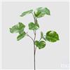 EDG Enzo De Gasperi Potus Olis Ramo H85 (11fg) C2 White Green