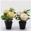 EDG Enzo De Gasperi Rosa Olis con Vaso 2 Boccioli H 28 Cm Bianco o Giallo 1 Pz