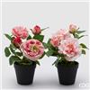 EDG Enzo De Gasperi Rosa Olis con Vaso 2 Boccioli H 28 Cm Rosa o Fucsia 1 Pz