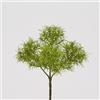 EDG Enzo De Gasperi Tillandsia Bell Pick H30 C0 Green