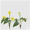 EDG Enzo De Gasperi Calla Bell Cespuglio a 3 Fiori H 45 Cm Bianco Giallo 1 Pz