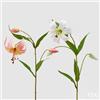 EDG Enzo De Gasperi Lilium Rex Ramo H 77 Cm Bianco Rosa 2Pz