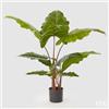 EDG Enzo De Gasperi Alocasia Chic C/Vaso H120 (11fg) C0 Green
