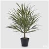 EDG Enzo De Gasperi Epifillo Con Vaso H.60 C4 Green