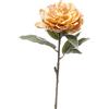 ARPIMEX Peonia Singola Innevata 65 Cm Honey