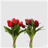 EDG Enzo De Gasperi Bouquet 5 Tulipani Olis Ass. H 28 Cm Red 1 Pz