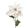 ARPIMEX Poinsettia Stella di Natale Innevata H 80 Cm Bianco