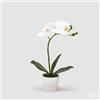 EDG Enzo De Gasperi Orchidea Phalaenopsis Pianta con Vaso Artificiale H 33 Cm White