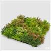 EDG Enzo De Gasperi Siepe Muschio a Ciuffi L. 50 Cm L. 50 Cm Green Mix Anti-UV Plastica