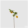 EDG Enzo De Gasperi Limone Rex Ramo C/2 Frutti H63 B9 Yellow Green