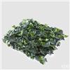 EDG Enzo De Gasperi Edera Siepe 1mtx1mt B2 Green