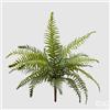 EDG Enzo De Gasperi Felce Olis Cespuglio H 45 Cm 23 Fg Verde
