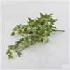 EDG Enzo De Gasperi Edera Cespuglio x5 H76 (101fg) B5 White Green