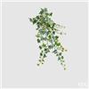 EDG Enzo De Gasperi Edera Bell Cad. x144 H71 B9 White Green