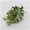 EDG Enzo De Gasperi Edera Cespuglio x5 H76 (101fg) B5 Green