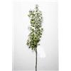 ARPIMEX Tralcio Tea Leaf Innevato