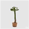EDG Enzo De Gasperi Cactus West con Vaso Carta H 53 Cm Colore Verde