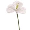 ARPIMEX Amarillys H 65 Cm Bianco